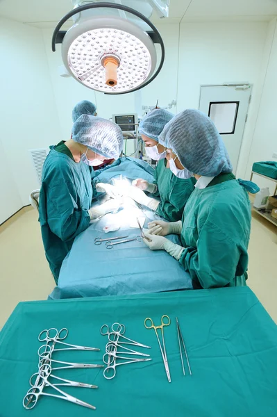 Groupe de chirurgie vétérinaire en salle d'opération — Photo