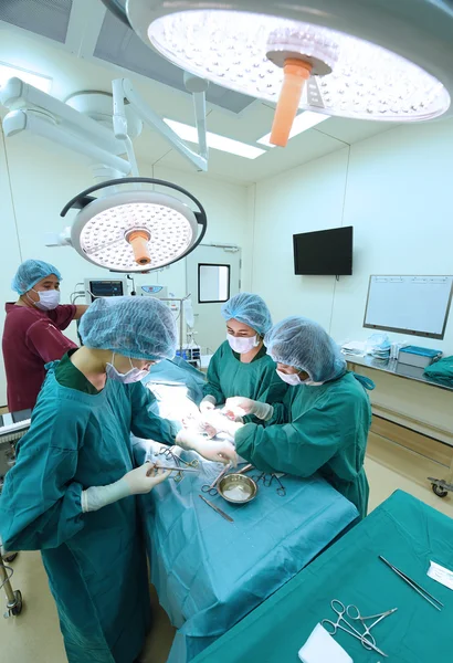 Tierarztgruppe im Operationssaal — Stockfoto