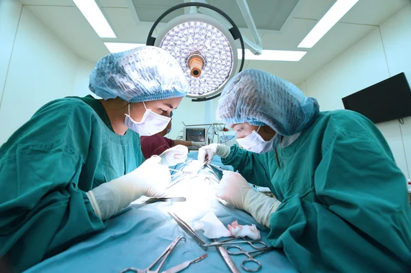 Grupo de cirurgia veterinária na sala de operação — Fotografia de Stock