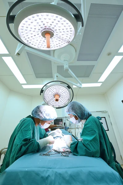 Dois cirurgiões veterinários na sala de operações — Fotografia de Stock