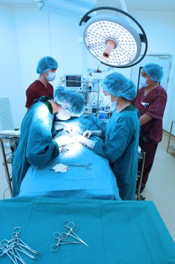 Veteriner Cerrahi operasyon odasında grup