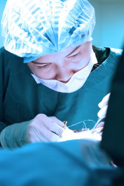 Veteriner Cerrahi operasyon odasında