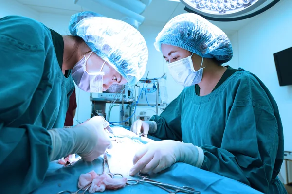 수술실에 있는 두 명의 수의사 — 스톡 사진