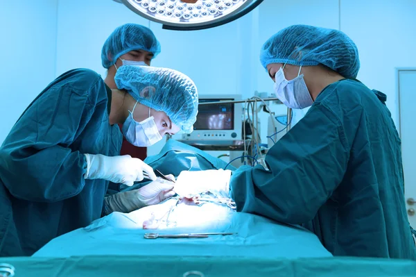 Groupe de chirurgie vétérinaire en salle d'opération — Photo