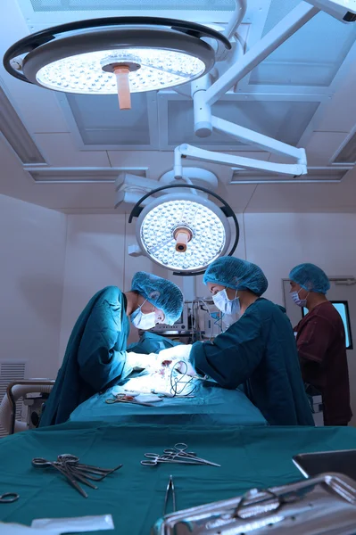 Groupe de chirurgie vétérinaire en salle d'opération — Photo