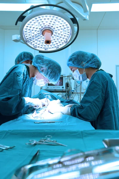 Группа ветеринарной хирургии в операционной — стоковое фото