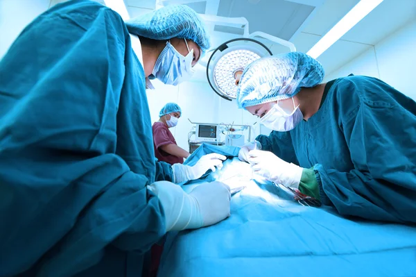 Grupo de cirurgia veterinária na sala de operação — Fotografia de Stock