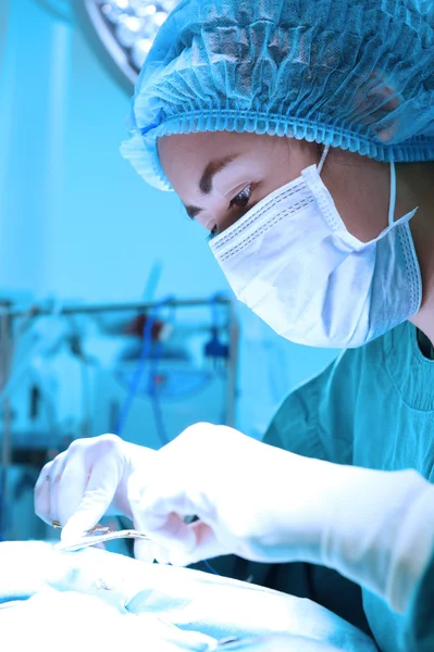 Veterinarian surgery in operation room — Stock Photo, Image