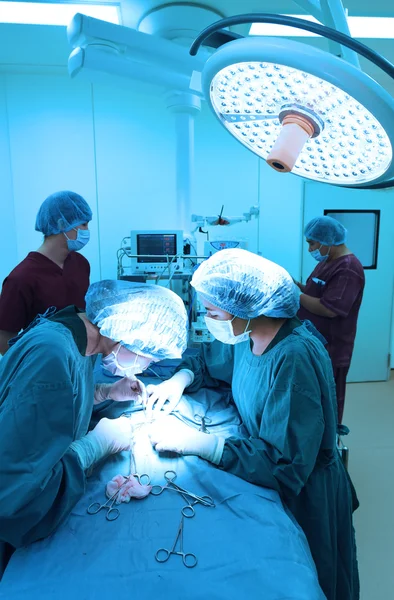 Groupe de chirurgie vétérinaire en salle d'opération — Photo