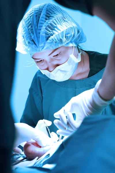 Chirurgie vétérinaire en salle d'opération — Photo