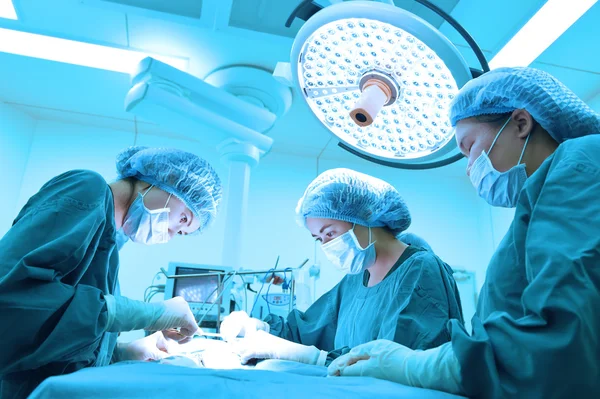 Groupe de chirurgie vétérinaire en salle d'opération — Photo