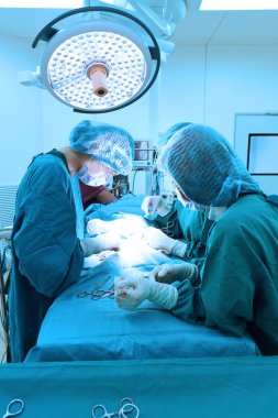 Veteriner Cerrahi operasyon odasında grup