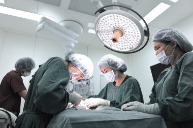 Veteriner Cerrahi operasyon odasında grup