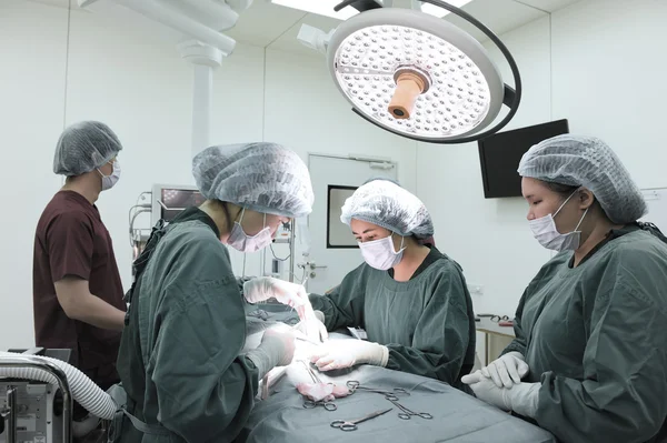 Gruppe af dyrlæge kirurgi i operationsrummet - Stock-foto