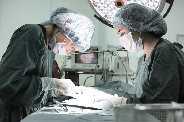 Dois cirurgiões veterinários na sala de operações — Fotografia de Stock