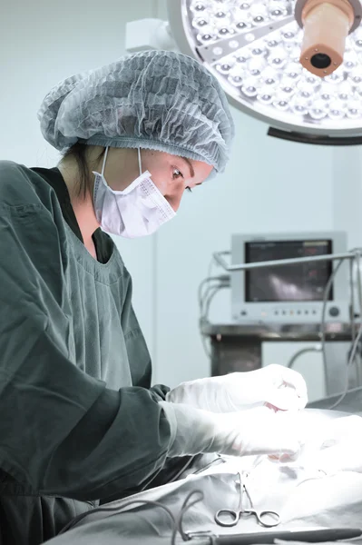 Veterinarian surgery in operation room — Stock Photo, Image