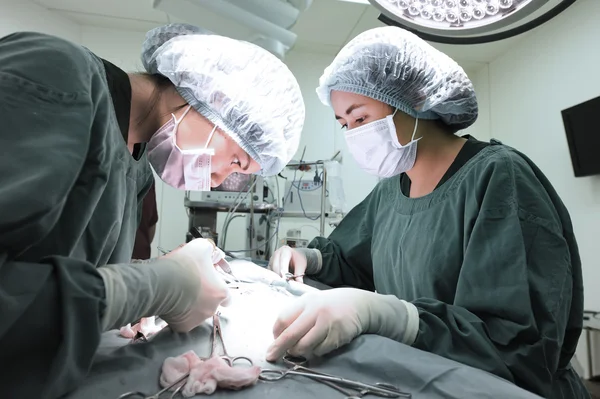 Two veterinarian surgeons in operating room — Stock Photo, Image