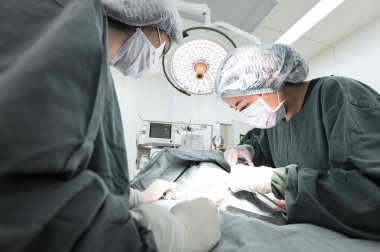 Ameliyathanede iki veteriner cerrah var.