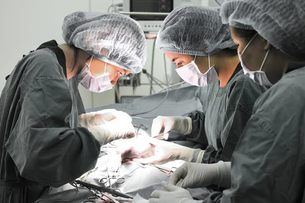 Group of veterinarian surgery in operation room — Stock Photo, Image