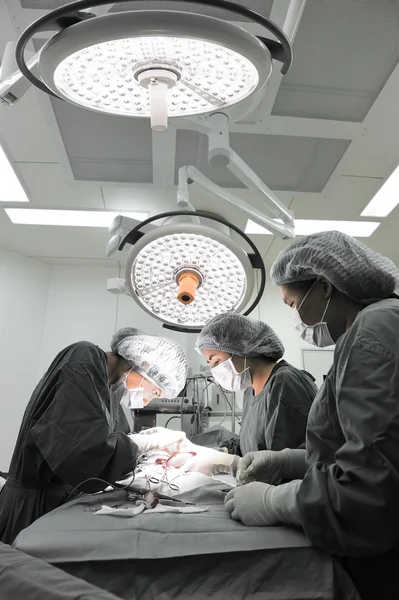 Grupo de cirugía veterinaria en quirófano —  Fotos de Stock