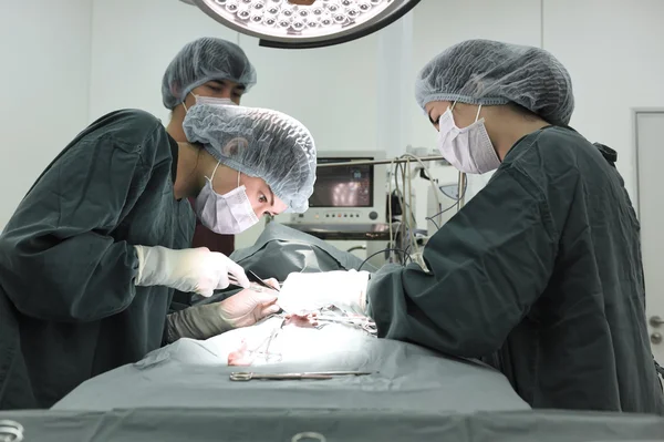 Groep van dierenarts chirurgie in operatie kamer — Stockfoto