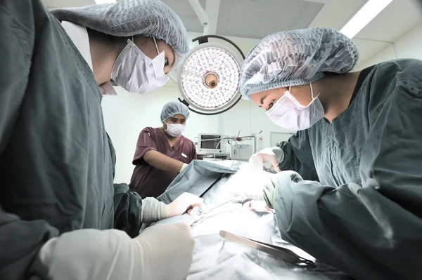 Grupo de cirurgia veterinária na sala de operação — Fotografia de Stock