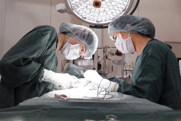 Dois cirurgiões veterinários na sala de operações — Fotografia de Stock