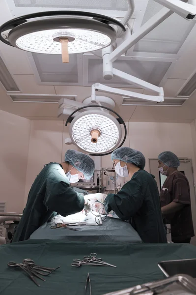 Groupe de chirurgie vétérinaire en salle d'opération — Photo