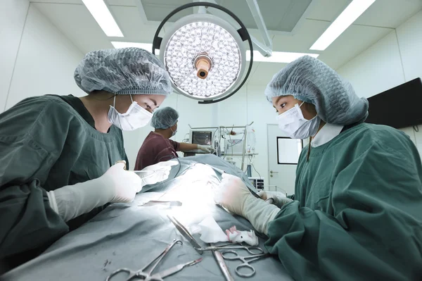 Grupo de cirurgia veterinária na sala de operação — Fotografia de Stock