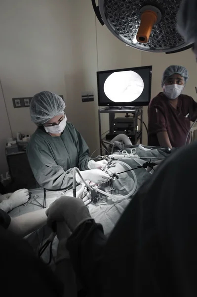 복강경 수술을 받기 위해 수술실에 있는 수의사 — 스톡 사진