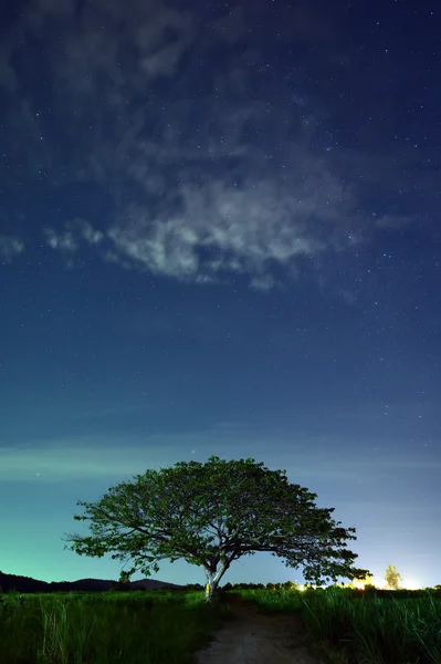 Cielo nocturno con la Vía Láctea sobre el bosque y los árboles —  Fotos de Stock