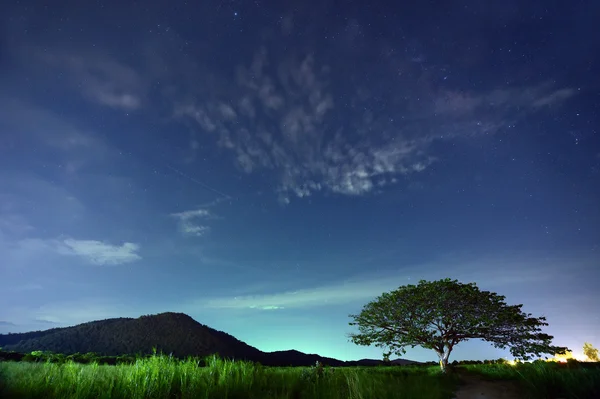 Nachtelijke hemel met de Melkweg over het bos en de bomen — Stockfoto