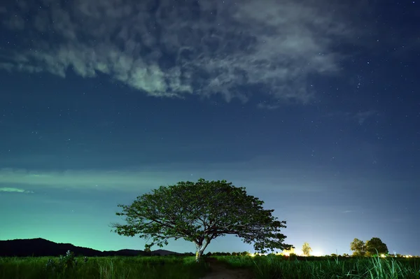 Ночное небо с Млечным Путем над лесом и деревьями — стоковое фото