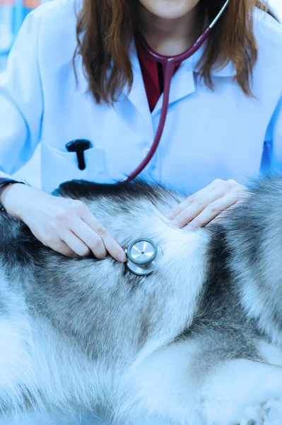 Veterinarian examining cute siberian husky at hospital — Stock Photo, Image