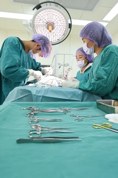 Groupe de chirurgie vétérinaire en salle d'opération — Photo