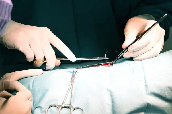 Médecin vétérinaire en salle d'opération — Photo