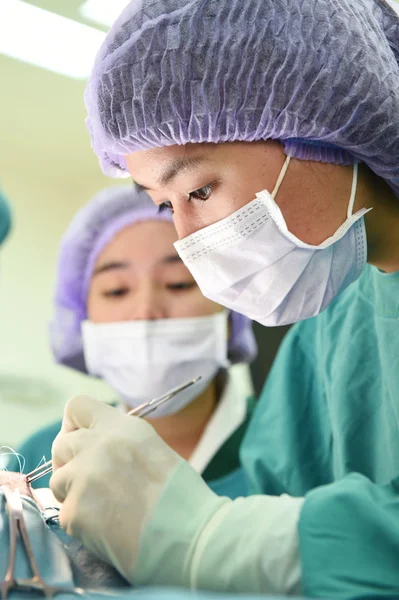 Ameliyathanede iki veteriner cerrah var. — Stok fotoğraf