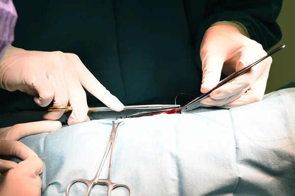 Médico veterinário na sala de operação — Fotografia de Stock