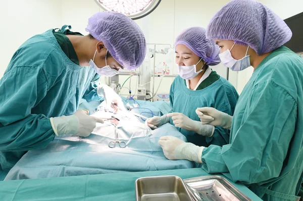 Groupe de chirurgie vétérinaire en salle d'opération — Photo