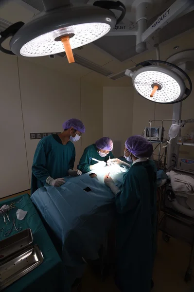 Groupe de chirurgie vétérinaire en salle d'opération — Photo