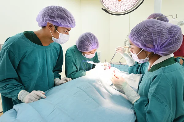 Groep van dierenarts chirurgie in operatie kamer — Stockfoto