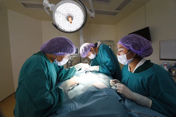 Groupe de chirurgie vétérinaire en salle d'opération — Photo