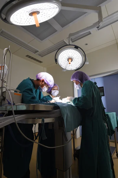 Groupe de chirurgie vétérinaire en salle d'opération — Photo