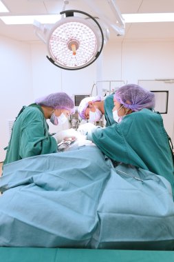 Veteriner Cerrahi operasyon odasında grup