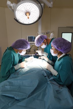Veteriner Cerrahi operasyon odasında grup