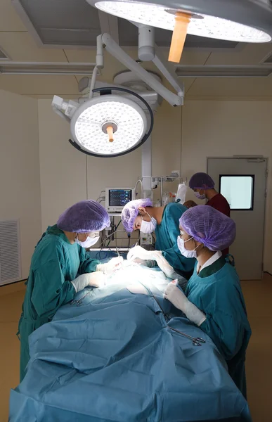 Groupe de chirurgie vétérinaire en salle d'opération — Photo