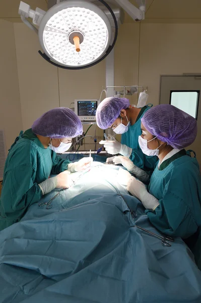 獣医外科手術室でグループ — ストック写真