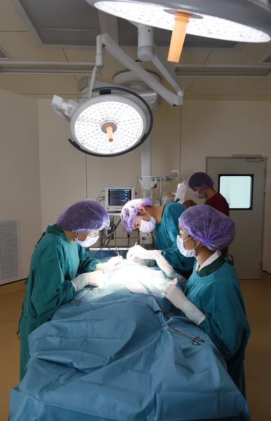 Group of veterinarian surgery in operation room Stock Picture