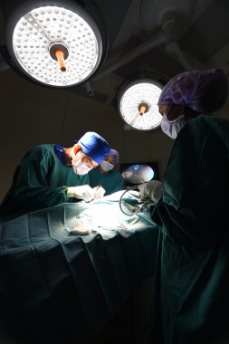 Veteriner Doktor için operasyon odasında grup Laparoskopik cerrahi