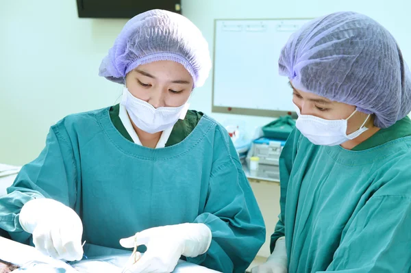 Dois cirurgiões veterinários na sala de operações — Fotografia de Stock